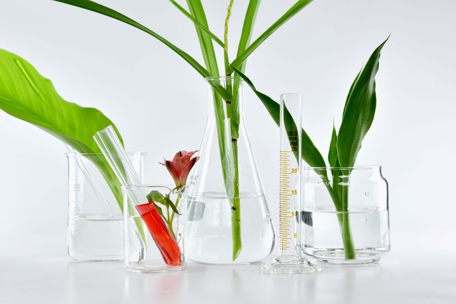plants in lab beakers